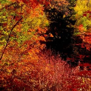 HAPPY FALL!! 🍁 🎃 👻 🍁FALL SALE!!